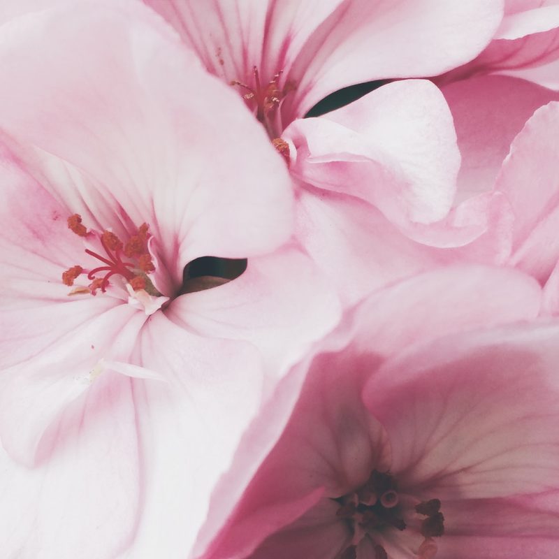 Our Flowers